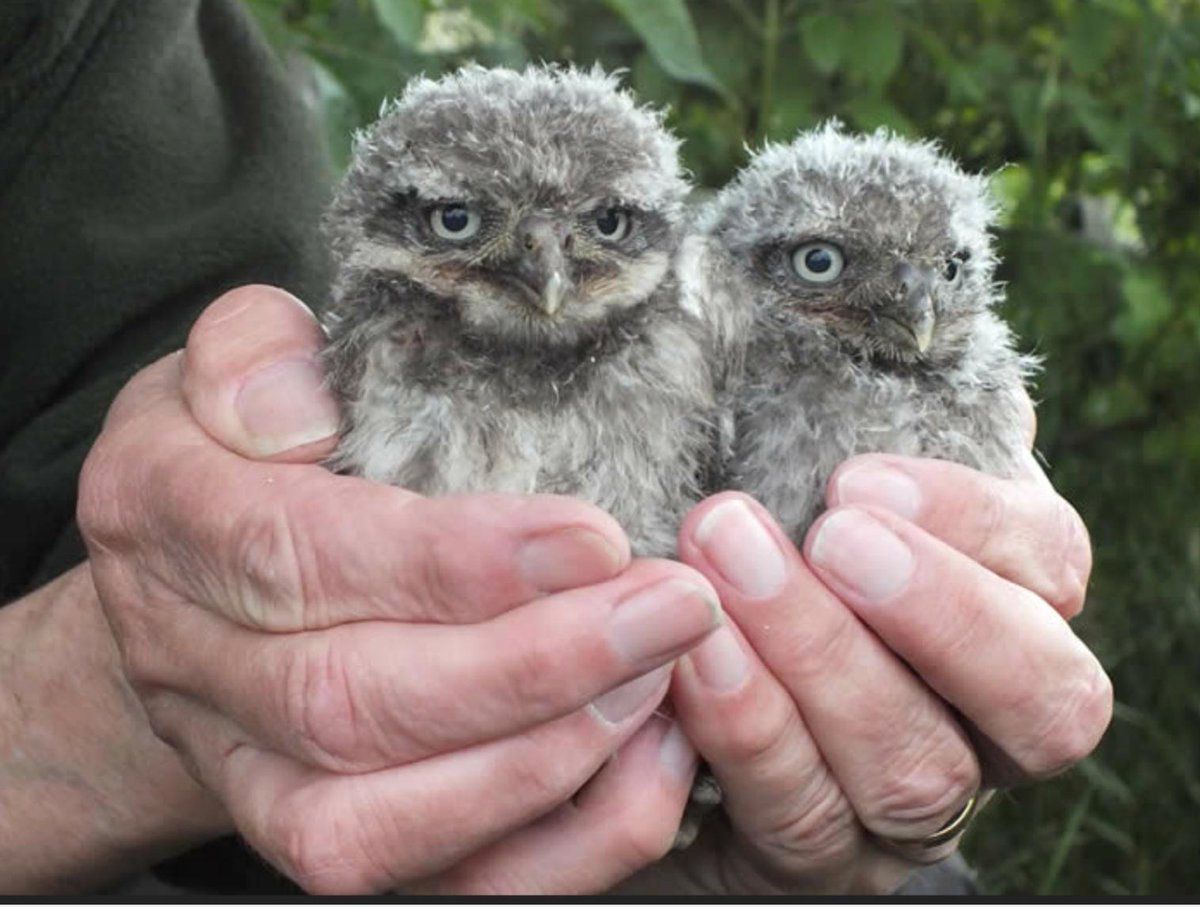 oh my god twitter doesn’t include alt text from images in their API