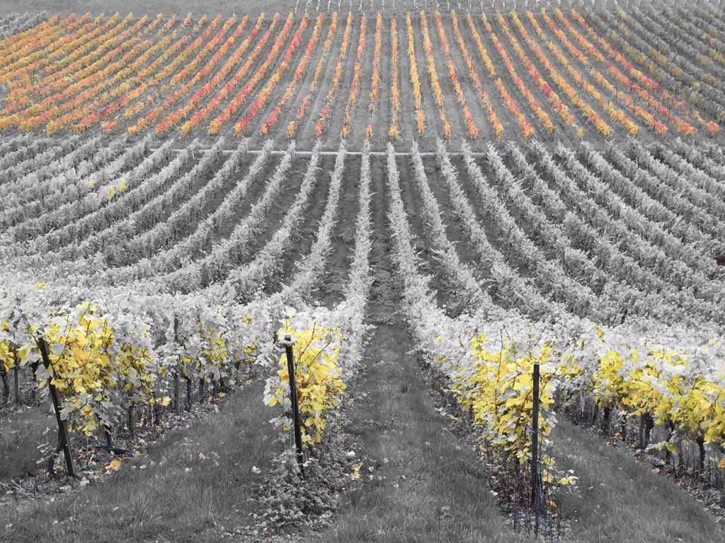 oh my god twitter doesn’t include alt text from images in their API