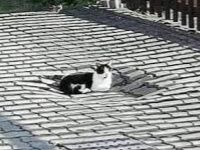 oh my god twitter doesn’t include alt text from images in their API