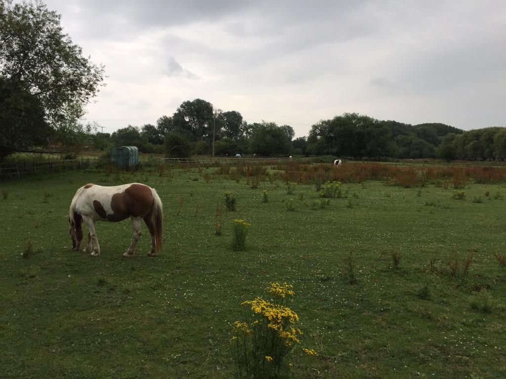 oh my god twitter doesn’t include alt text from images in their API