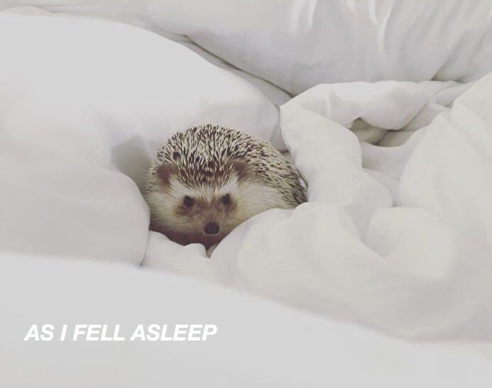 oh my god twitter doesn’t include alt text from images in their API