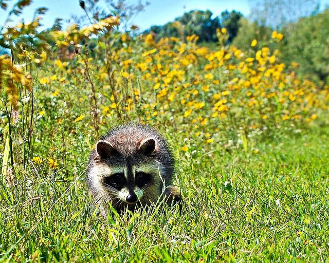 oh my god twitter doesn’t include alt text from images in their API