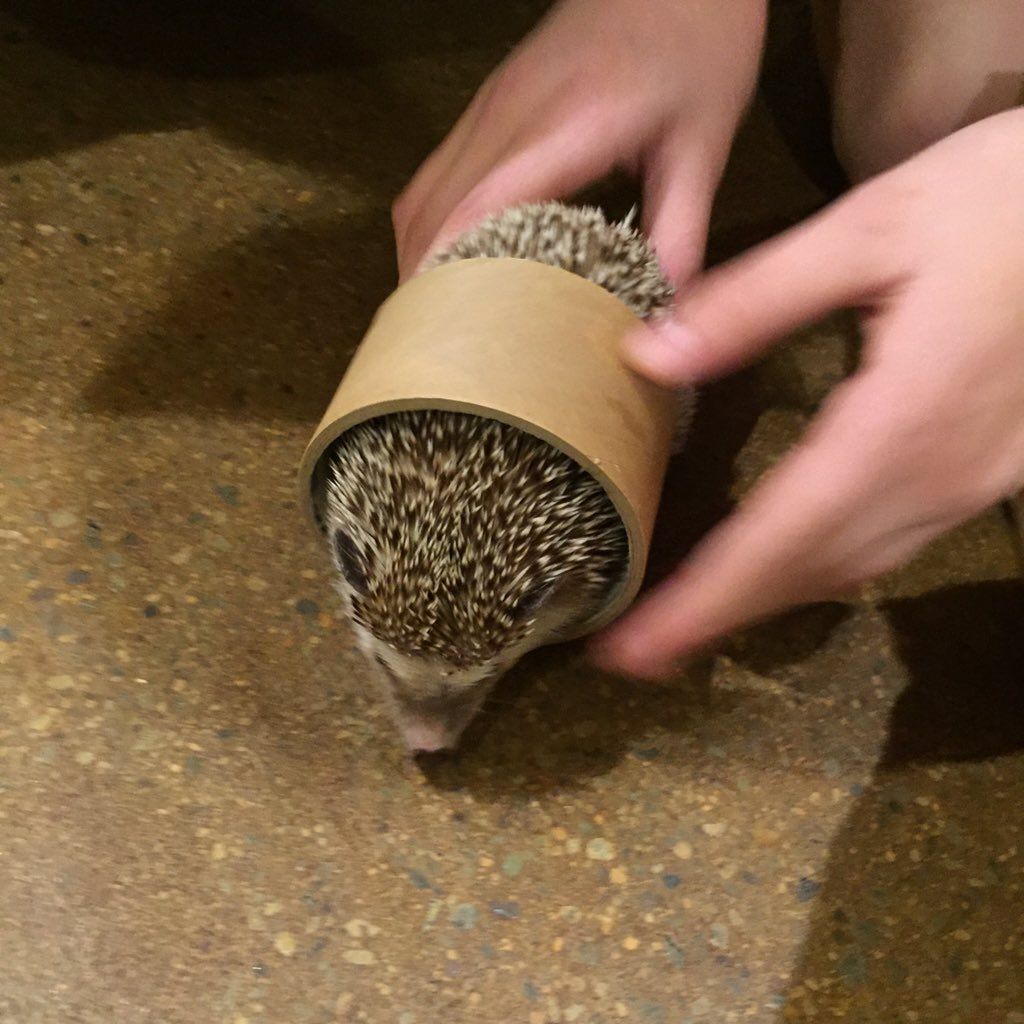 oh my god twitter doesn’t include alt text from images in their API