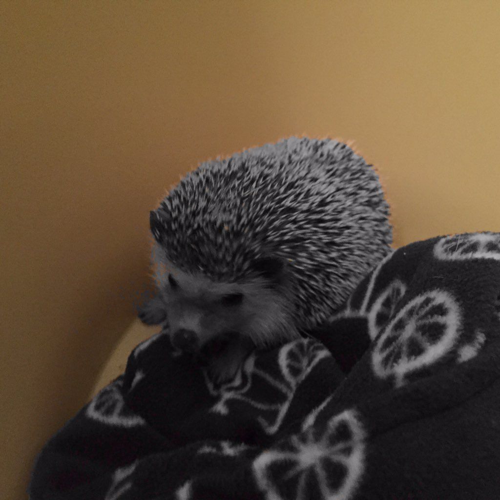 oh my god twitter doesn’t include alt text from images in their API