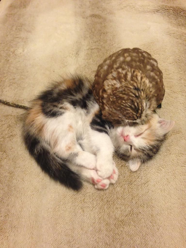 oh my god twitter doesn’t include alt text from images in their API