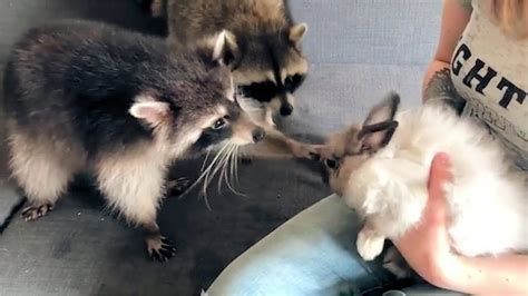 oh my god twitter doesn’t include alt text from images in their API