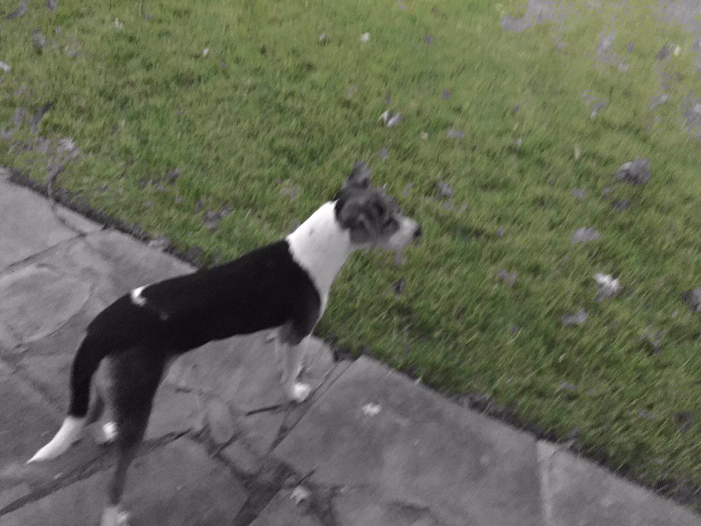 oh my god twitter doesn’t include alt text from images in their API