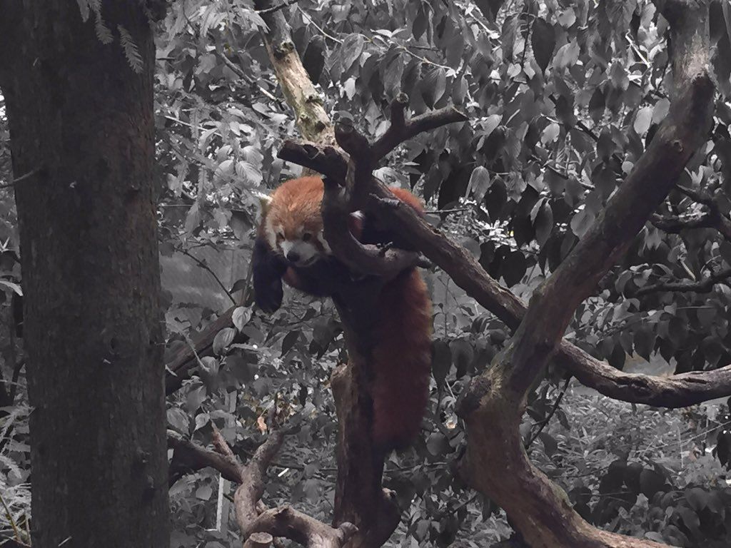 oh my god twitter doesn’t include alt text from images in their API