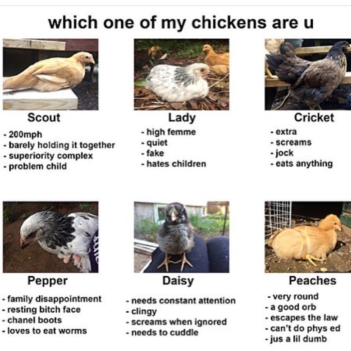 oh my god twitter doesn’t include alt text from images in their API