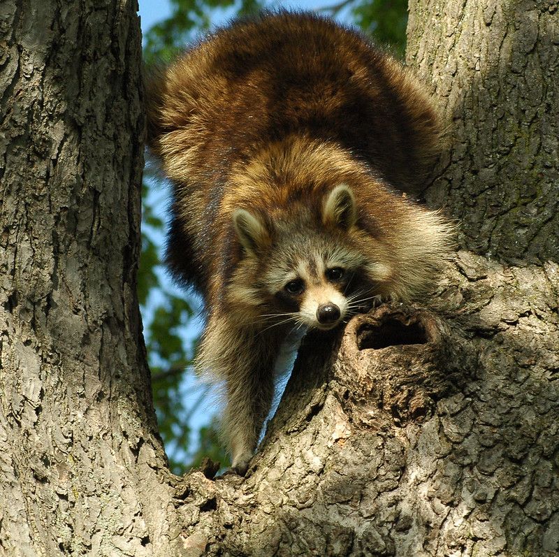 oh my god twitter doesn’t include alt text from images in their API