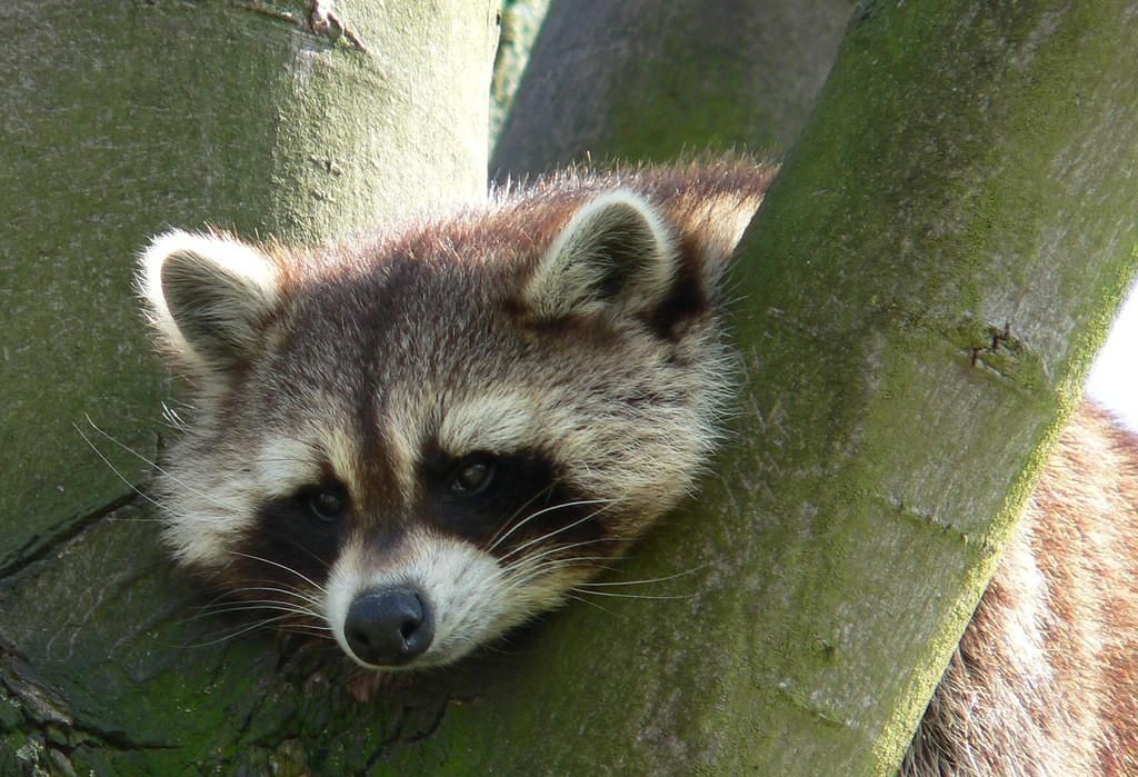 oh my god twitter doesn’t include alt text from images in their API