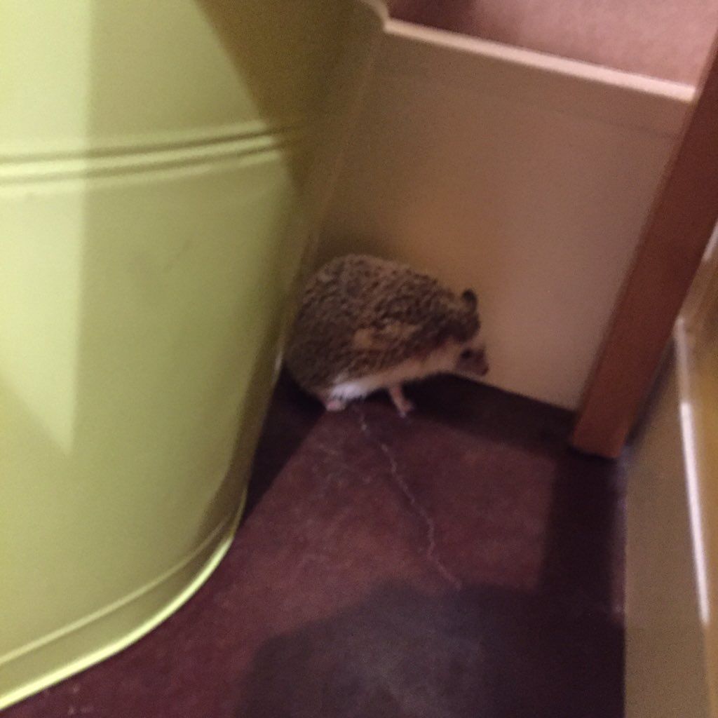 oh my god twitter doesn’t include alt text from images in their API