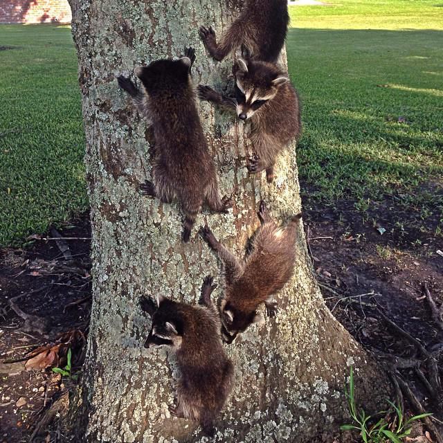 oh my god twitter doesn’t include alt text from images in their API