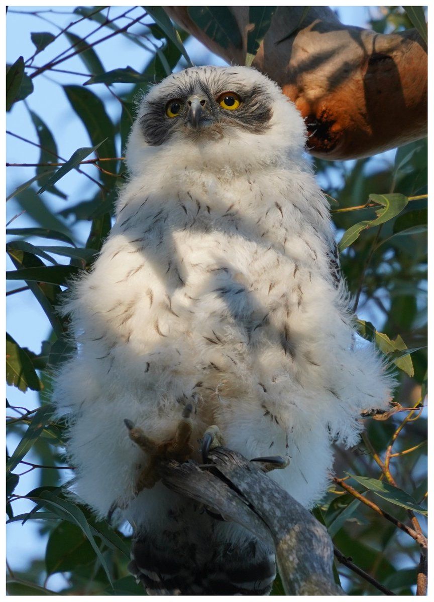 oh my god twitter doesn’t include alt text from images in their API