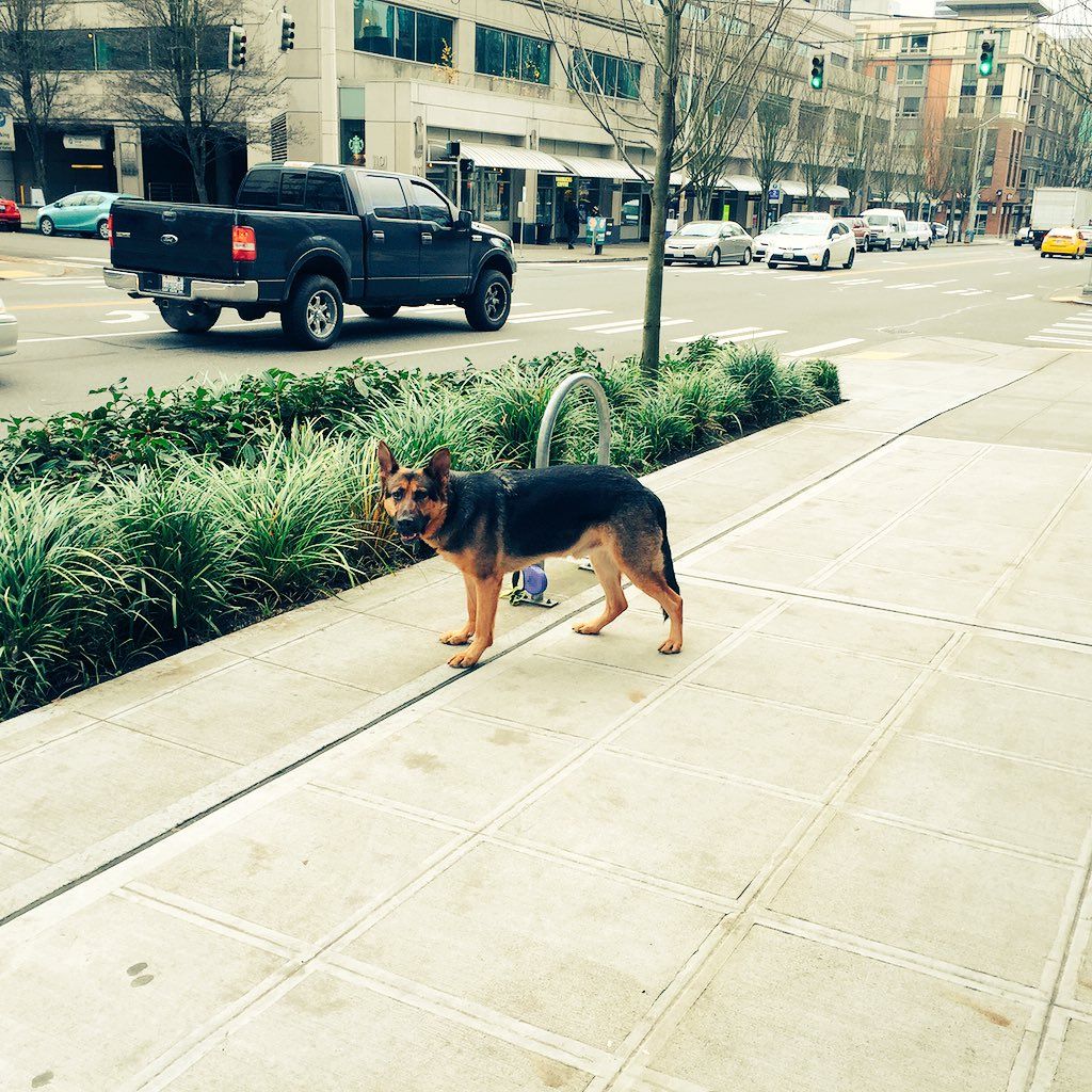 oh my god twitter doesn’t include alt text from images in their API