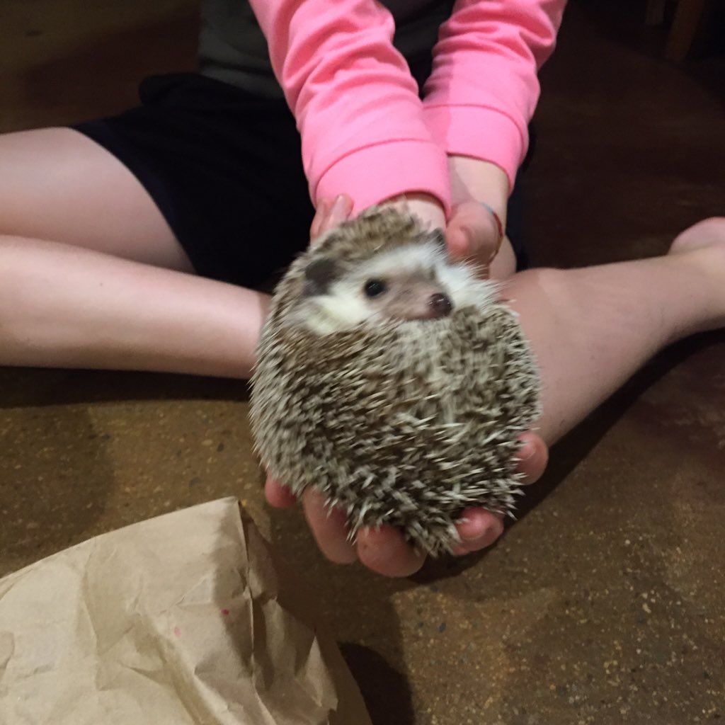 oh my god twitter doesn’t include alt text from images in their API