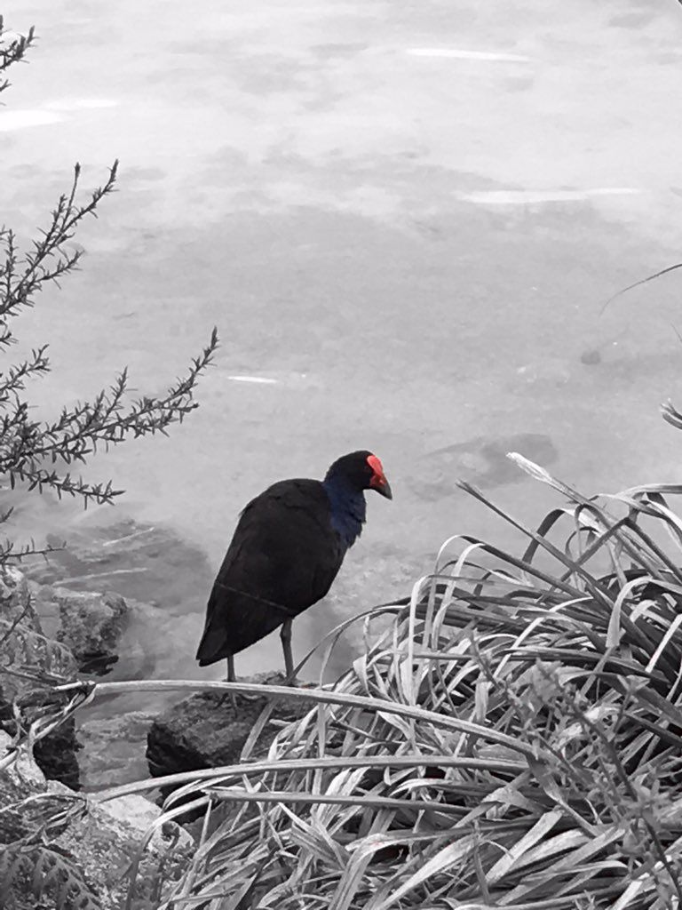 oh my god twitter doesn’t include alt text from images in their API