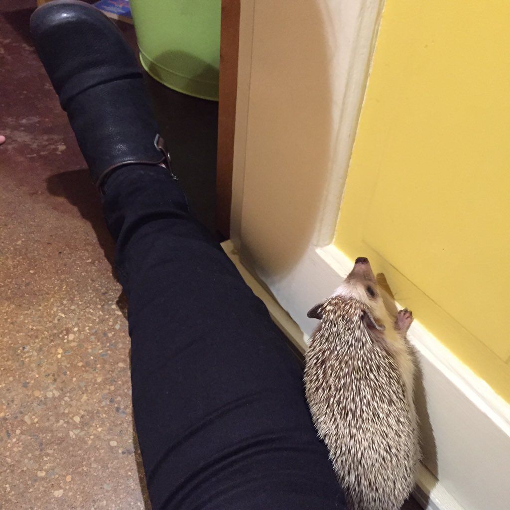 oh my god twitter doesn’t include alt text from images in their API