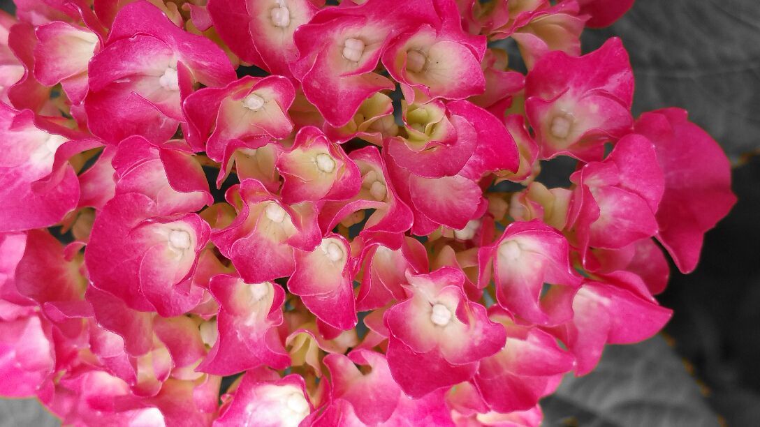 oh my god twitter doesn’t include alt text from images in their API