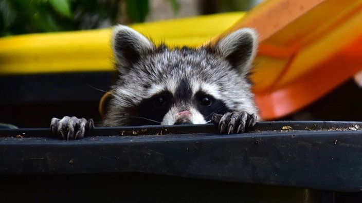 oh my god twitter doesn’t include alt text from images in their API