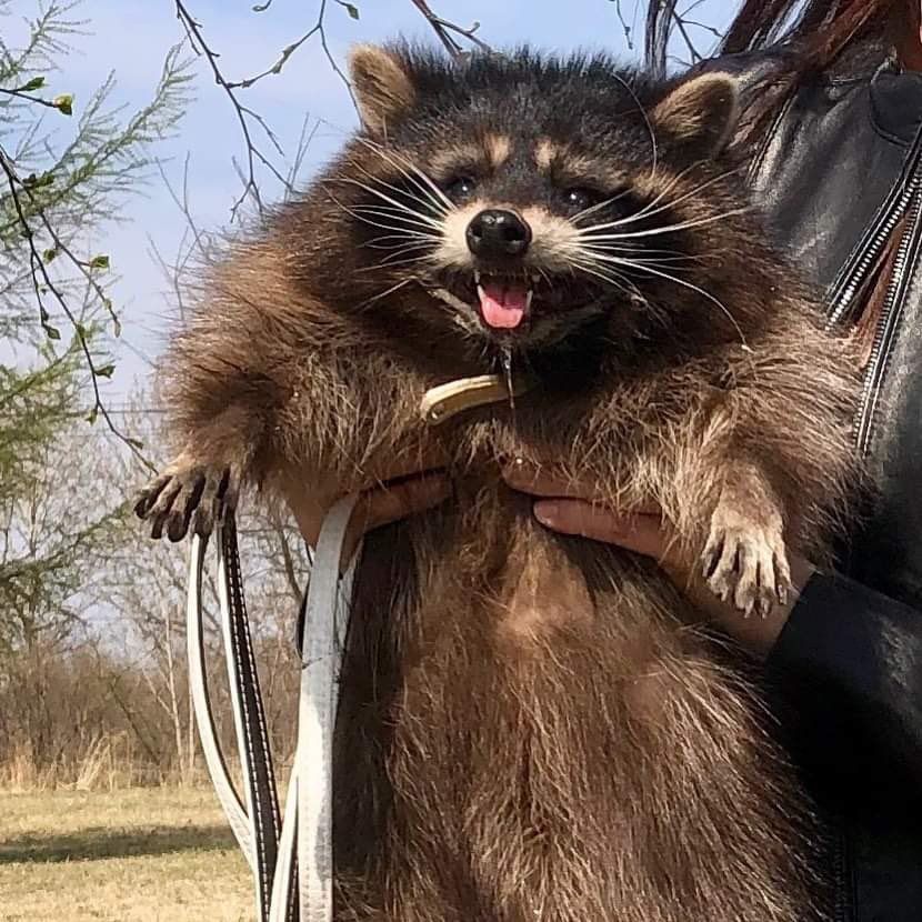 oh my god twitter doesn’t include alt text from images in their API