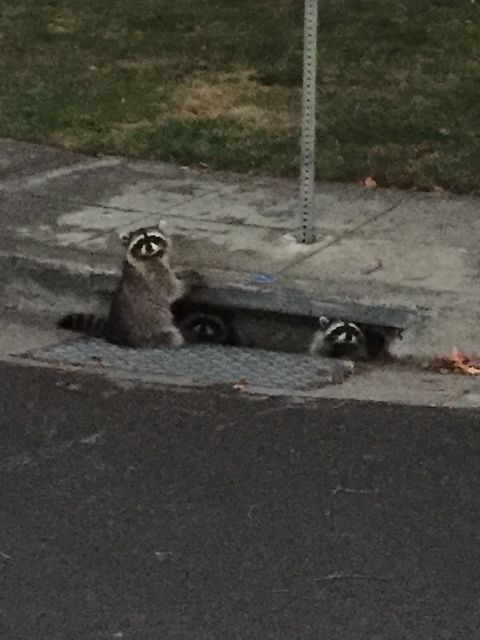 oh my god twitter doesn’t include alt text from images in their API