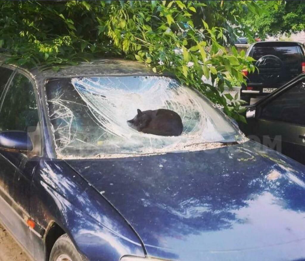 oh my god twitter doesn’t include alt text from images in their API