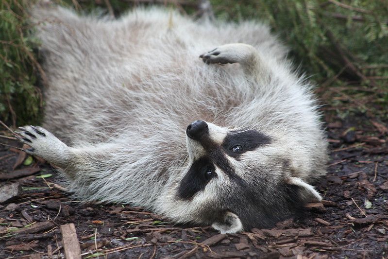 oh my god twitter doesn’t include alt text from images in their API