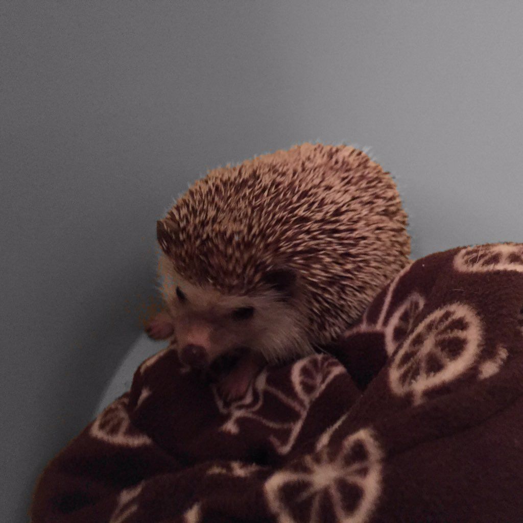 oh my god twitter doesn’t include alt text from images in their API