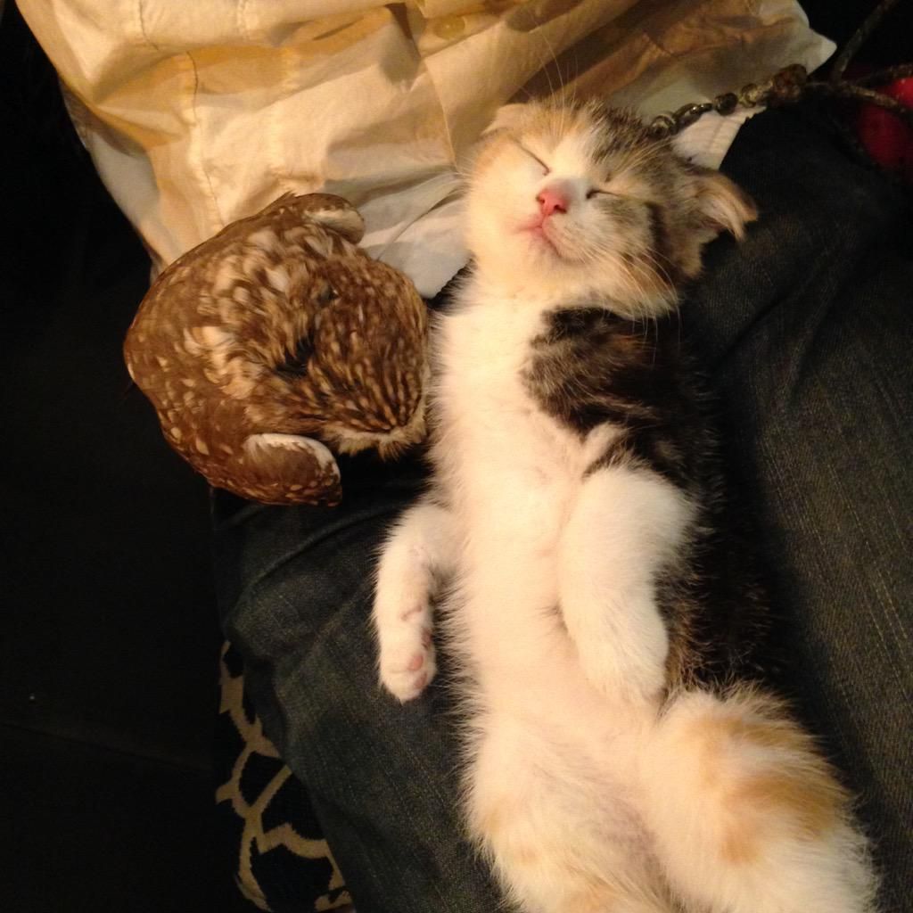 oh my god twitter doesn’t include alt text from images in their API