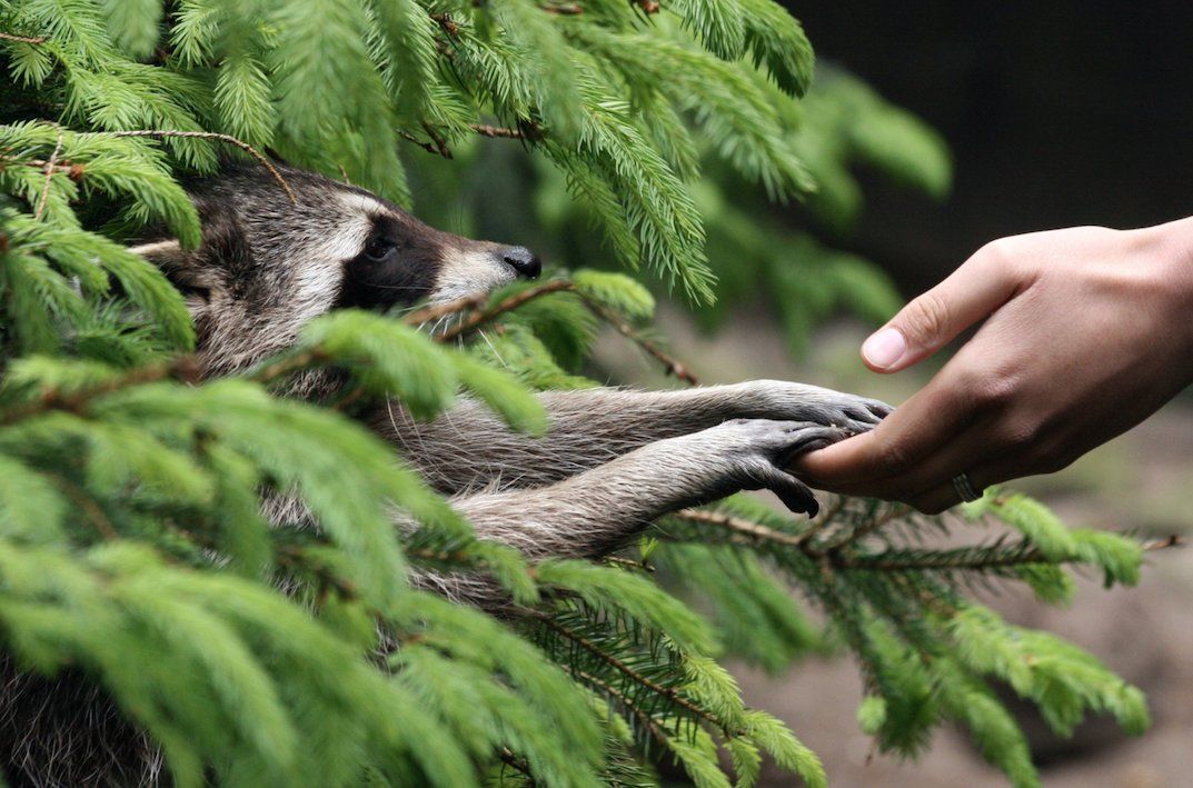 oh my god twitter doesn’t include alt text from images in their API