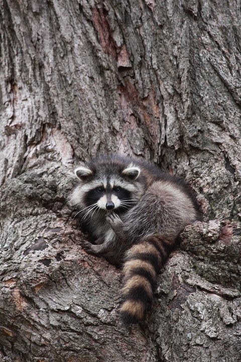 oh my god twitter doesn’t include alt text from images in their API