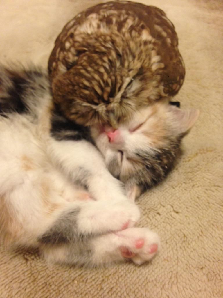 oh my god twitter doesn’t include alt text from images in their API