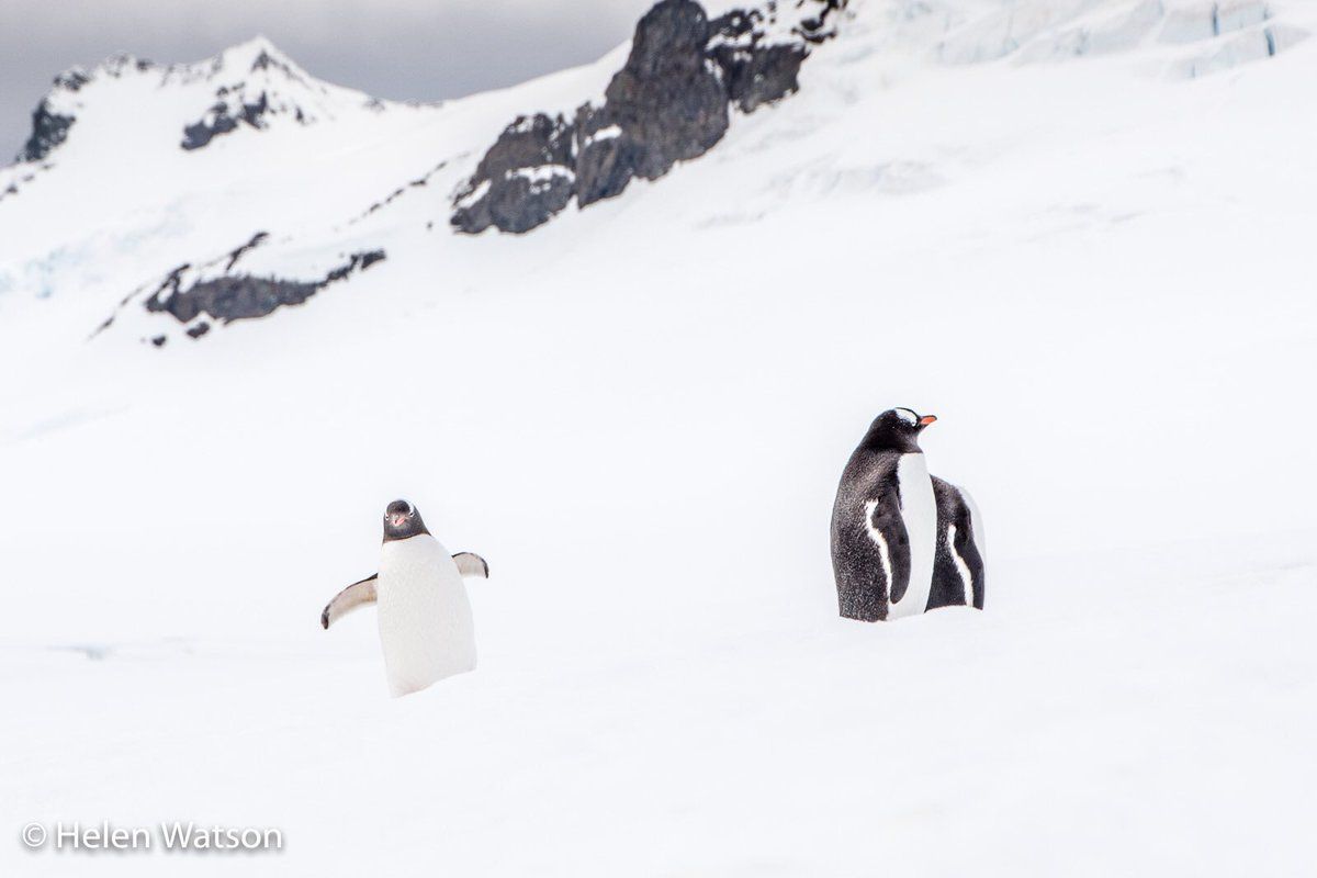 oh my god twitter doesn’t include alt text from images in their API