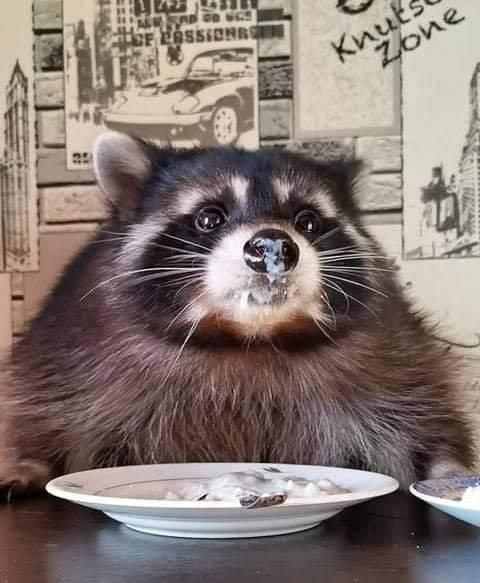 oh my god twitter doesn’t include alt text from images in their API