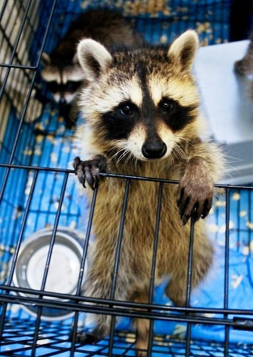 oh my god twitter doesn’t include alt text from images in their API