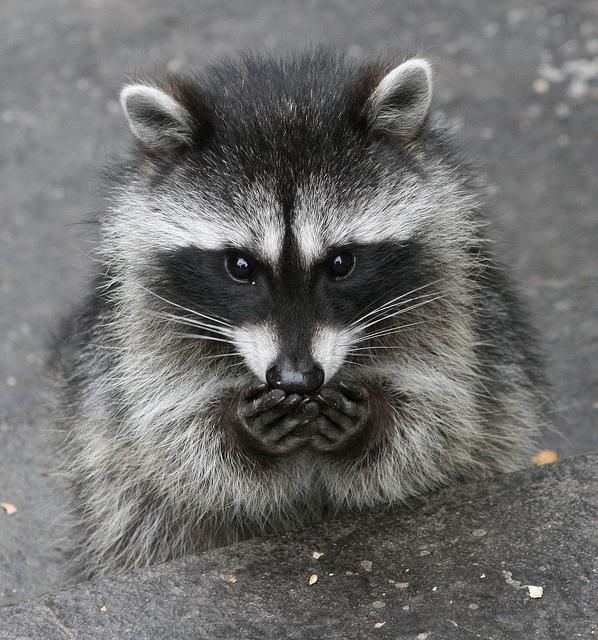 oh my god twitter doesn’t include alt text from images in their API