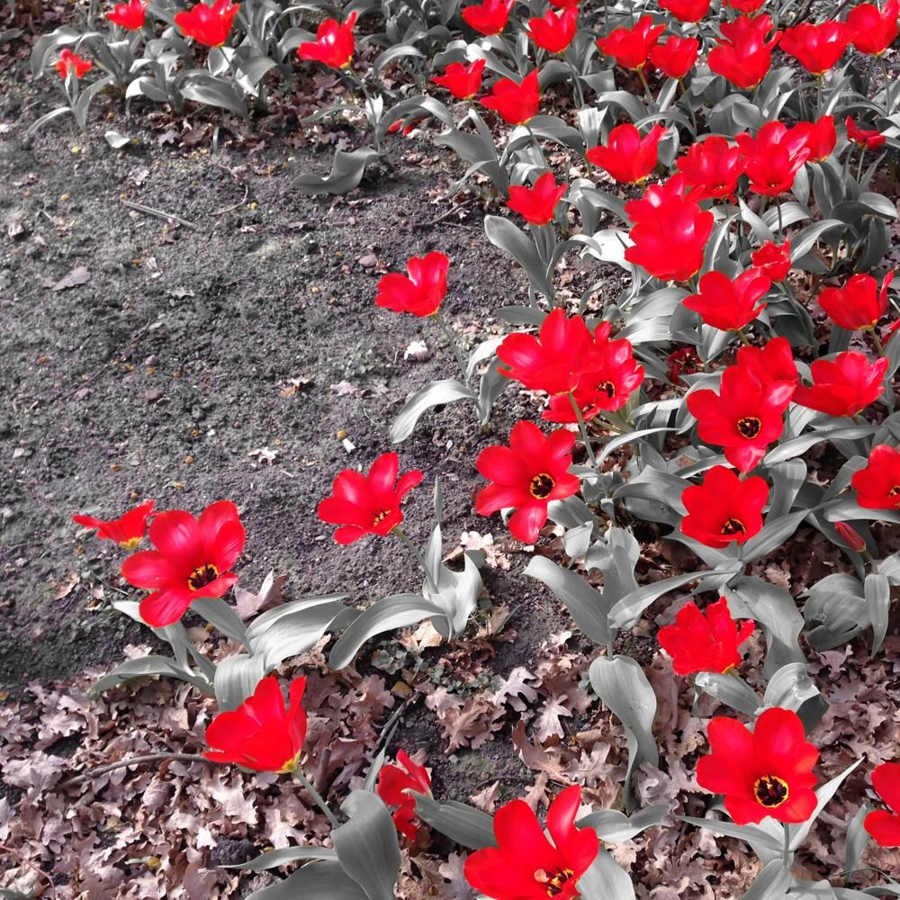 oh my god twitter doesn’t include alt text from images in their API