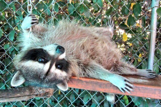 oh my god twitter doesn’t include alt text from images in their API