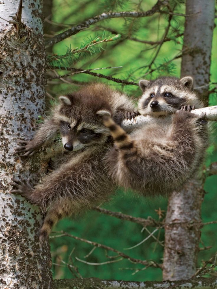 oh my god twitter doesn’t include alt text from images in their API