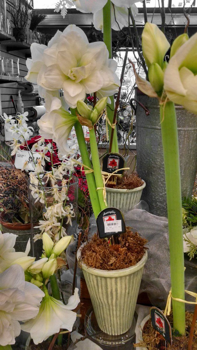 oh my god twitter doesn’t include alt text from images in their API