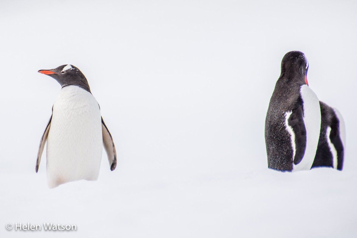 oh my god twitter doesn’t include alt text from images in their API