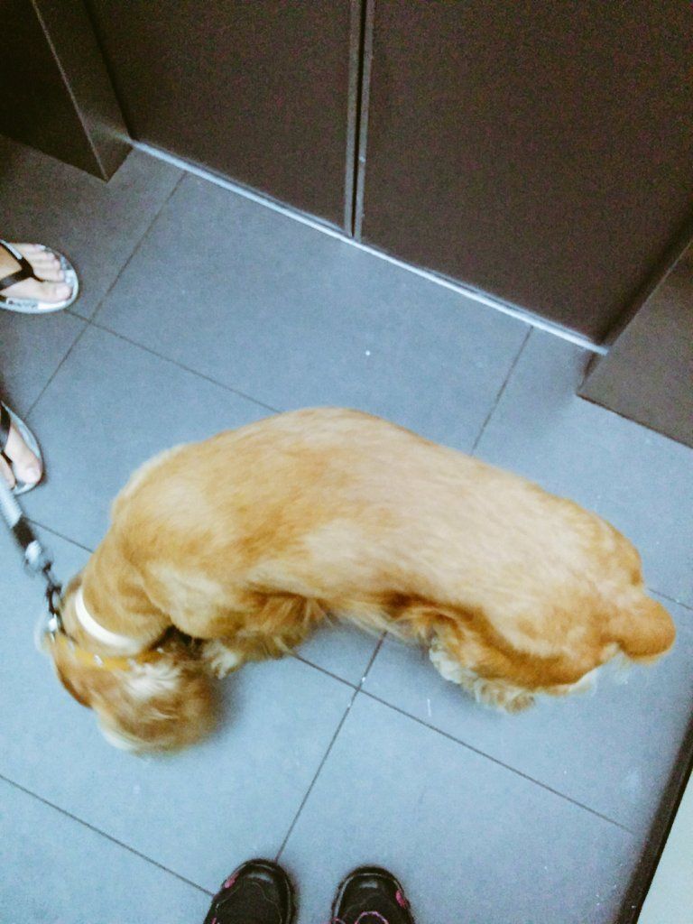 oh my god twitter doesn’t include alt text from images in their API