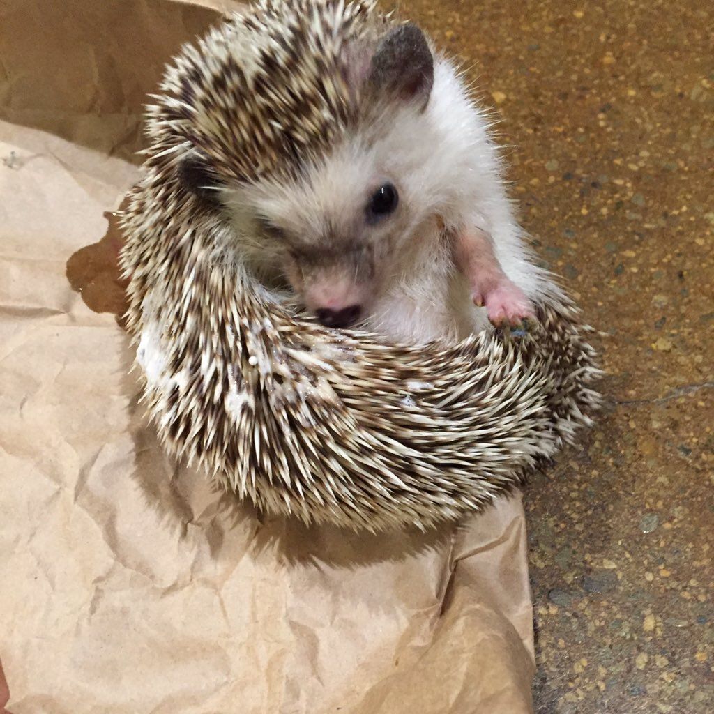 oh my god twitter doesn’t include alt text from images in their API