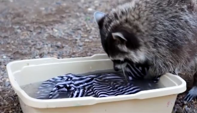 oh my god twitter doesn’t include alt text from images in their API