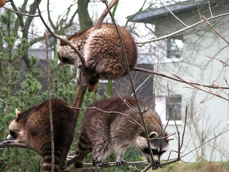 oh my god twitter doesn’t include alt text from images in their API