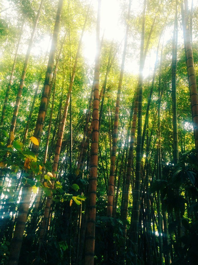 oh my god twitter doesn’t include alt text from images in their API