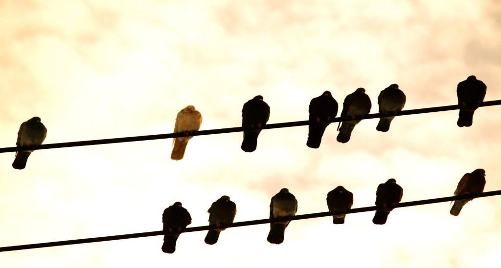 oh my god twitter doesn’t include alt text from images in their API