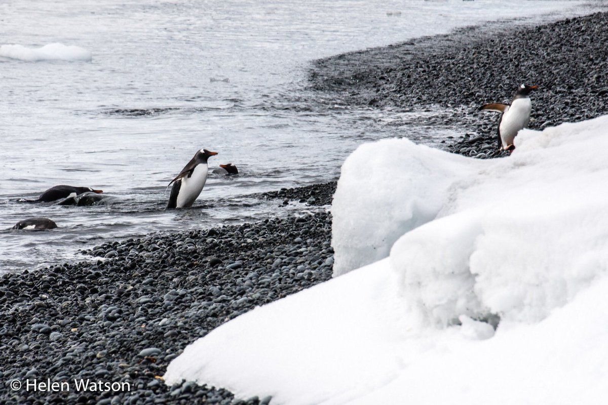 oh my god twitter doesn’t include alt text from images in their API