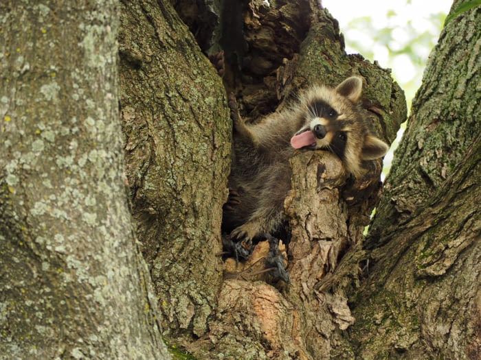 oh my god twitter doesn’t include alt text from images in their API